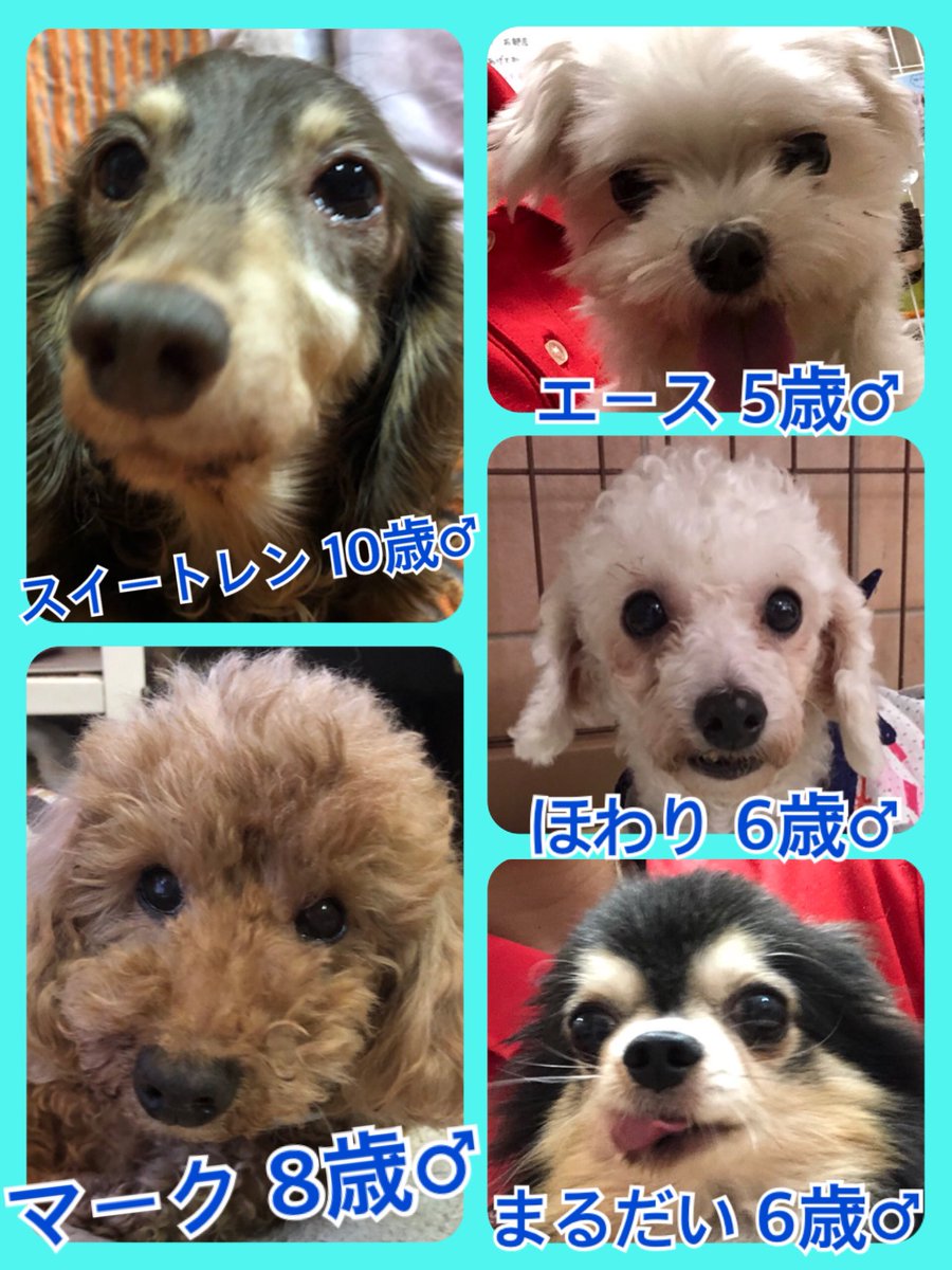 🐾今日１１日はワンワンの日🐶今日の里親様募集中ワンコ🐶メンバーです🐾2019,8,11